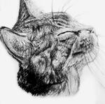 PENCIL: CAT